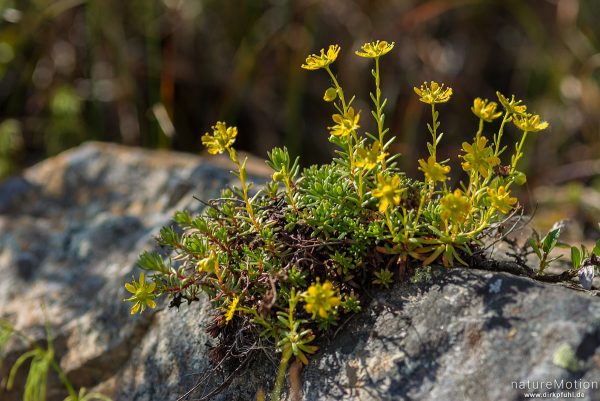 Fetthennen-Steinbrech, Saxifraga aizoides, Saxifragaceae, blühende Pflanzen, Polster auf Felsen, Memurudalen, Jotunheimen, Memurubu, Norwegen