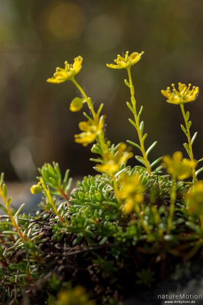 Fetthennen-Steinbrech, Saxifraga aizoides, Saxifragaceae, blühende Pflanzen, Polster auf Felsen, Memurudalen, Jotunheimen, Memurubu, Norwegen