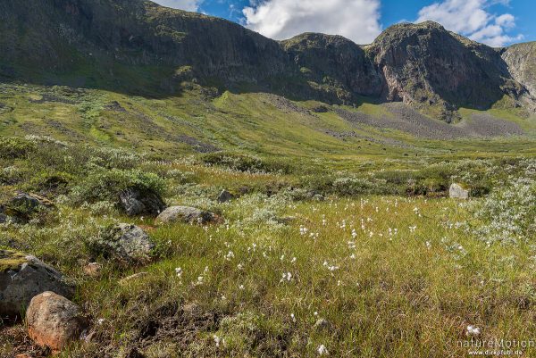 Tal des Muru, Schutthänge, Moorwiesen mit blühendem Wollgras, Memurudalen, Jotumheimen, Memurubu, Norwegen