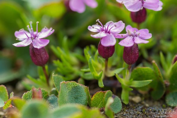 Stängelloses Leimkraut, Polsternelke, Silene acaulis, 	Nelkengewächse (Caryophyllaceae),Polster aus blühenden Pflanzen zwischen Felsen, Memurudalen, Jotunheimen, Memurubu, Norwegen