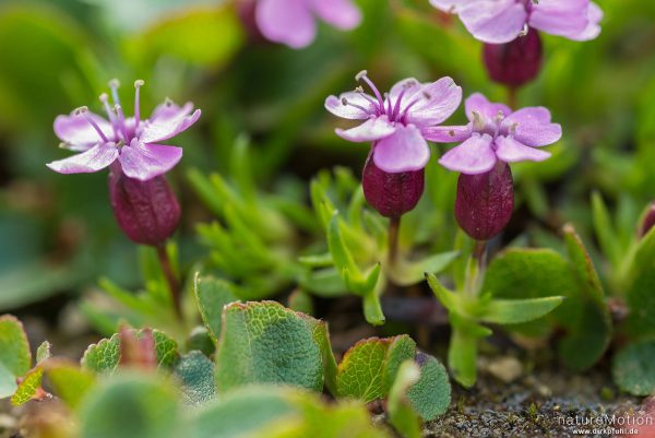 Stängelloses Leimkraut, Polsternelke, Silene acaulis, 	Nelkengewächse (Caryophyllaceae),Polster aus blühenden Pflanzen zwischen Felsen, Memurudalen, Jotunheimen, Memurubu, Norwegen