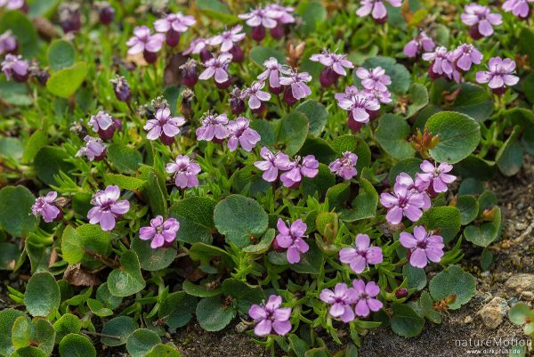 Stängelloses Leimkraut, Polsternelke, Silene acaulis, 	Nelkengewächse (Caryophyllaceae),Polster aus blühenden Pflanzen zwischen Felsen, Memurudalen, Jotunheimen, Memurubu, Norwegen