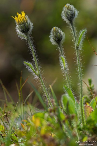 Alpen-Habichtskraut, Hieracium alpinum, Korbblütler (Asteraceae), blühende Pflanze, Feuchtwiese, Memurudalen, Jotunheimen, Memurubu, Norwegen