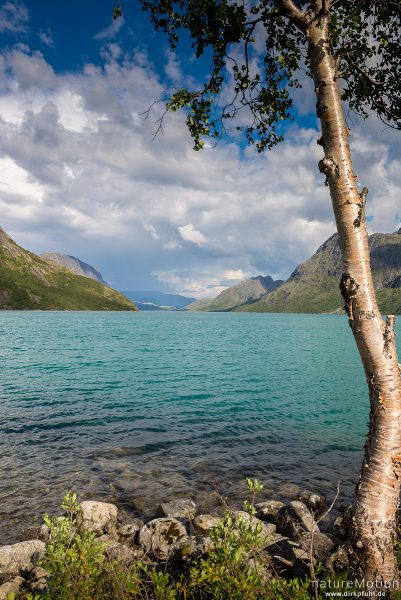 Birken am Ufer des Gjendesee, Jotunheimen, Memurubu, Norwegen