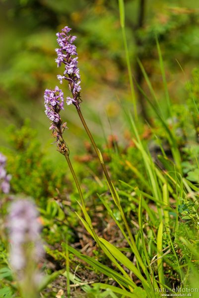 Mücken-Händelwurz, Gymnadenia conopsea, Orchideen (Orchidaceae), blühende Pflanzen, Birkenwald am Ufer des Gjendesees, Jotunheimen, Memurubu, Norwegen