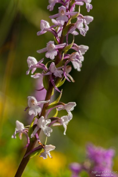 Mücken-Händelwurz, Gymnadenia conopsea, Orchideen (Orchidaceae), Blütenstand, Birkenwald am Ufer des Gjendesees, Jotunheimen, Memurubu, Norwegen