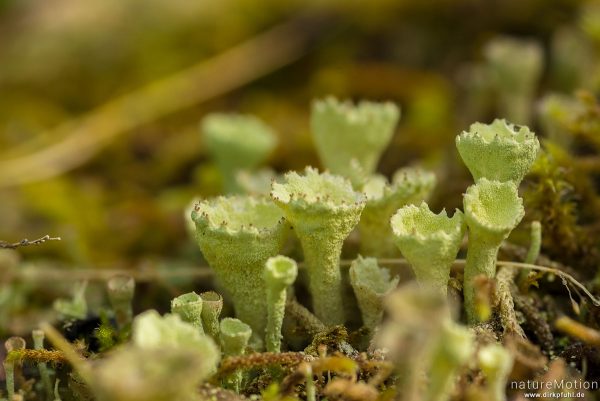 Trompetenflechte, Cladonia fimbriata, 	Cladoniaceae,becherförmige Pflanzen auf Totholz, Uferwald am Gjendesee, Jotunheimen, Memurubu, Norwegen