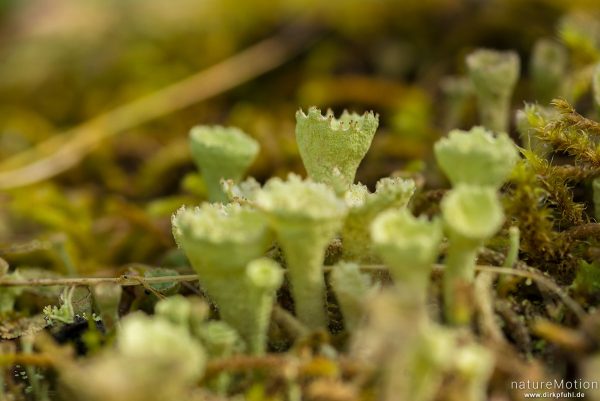 Trompetenflechte, Cladonia fimbriata, 	Cladoniaceae,becherförmige Pflanzen auf Totholz, Uferwald am Gjendesee, Jotunheimen, Memurubu, Norwegen