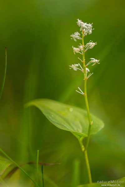 Zweiblättrige Schattenblume, Maianthemum bifolium, Mäusedorngewächse (Ruscaeae), blühende Pflanze, Birkenwald am Uferweg des Gjendesees, Jotunheimen, Memurubu, Norwegen