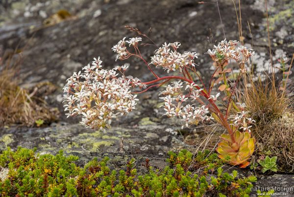 Strauß-Steinbrech, Fettblatt-Steinbrech, Saxifraga cotyledon, 	Steinbrechgewächse (Saxifragaceae), Blütenstand, Ufer des Gjende-See, Memurubu, Norwegen