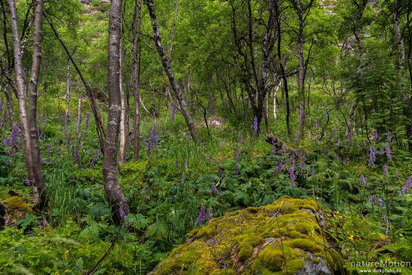 Birkenwald am Ufer des Gjendesee, Moor-Birke, Karpaten-Birke, Betula pubescens, 	Birkengewächse (Bet, Memurubu, Norwegen