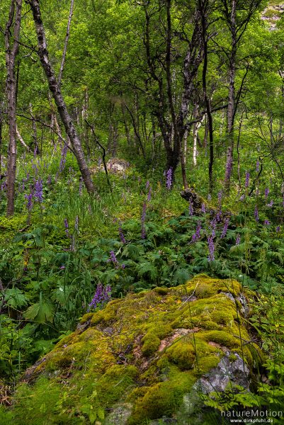 Birkenwald am Ufer des Gjendesee, Moor-Birke, Karpaten-Birke, Betula pubescens, 	Birkengewächse (Betulaceae), im Unterwuchs Blauer Eisenhut, Jotunheimen, Memurubu, Norwegen