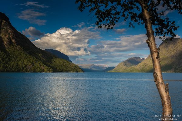 Birken am Ufer des Gjendesee, Jotunheimen, Memurubu, Norwegen