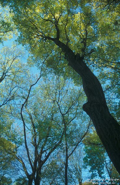 Hainbuche, Carpinus betulus, Betulaceae, mit Herbstlaub, Göttingen Wald; siehe auch 121,06, 121.21, Göttingen, Deutschland