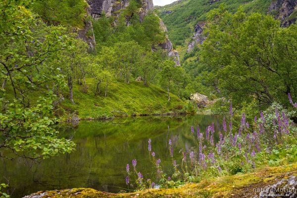Blauer Eisenhut, Aconitum napellus, Ranunculaceae, blühende Pflanzen am Ufer des Vetlavatnet, Aurlandsdalen, Aurlandsdalen, Norwegen