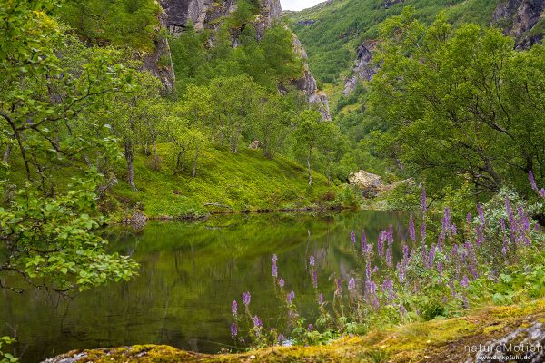 Blauer Eisenhut, Aconitum napellus, Ranunculaceae, blühende Pflanzen am Ufer des Vetlavatnet, Aurlandsdalen, Aurlandsdalen, Norwegen