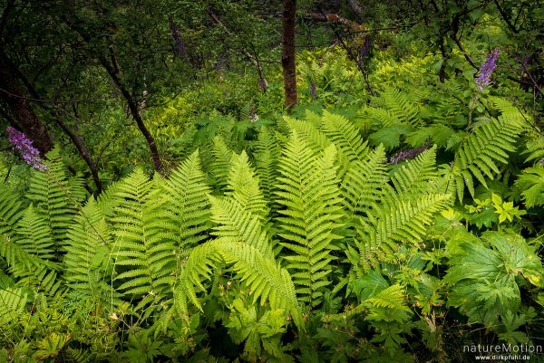 Farnpflanzen im Birkenwald, Aurlandsdalen, Aurlandsdalen, Norwegen