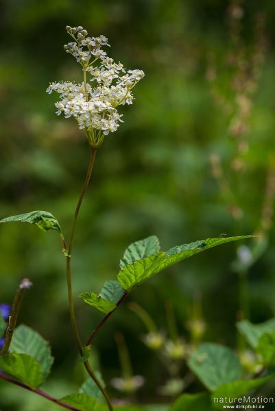 Mädesüß, Echtes Mädesüß, Filipendula ulmaria, 	Rosengewächse (Rosaceae),Uferweg Gjendesee, Jotunheimen, Memurubu, Norwegen