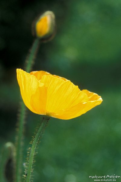 Rhätischer Alpenmohn, Papaver alpinum subsp. Rhaeticum, Papaveraceae, Blüte, Göttingen, Deutschland