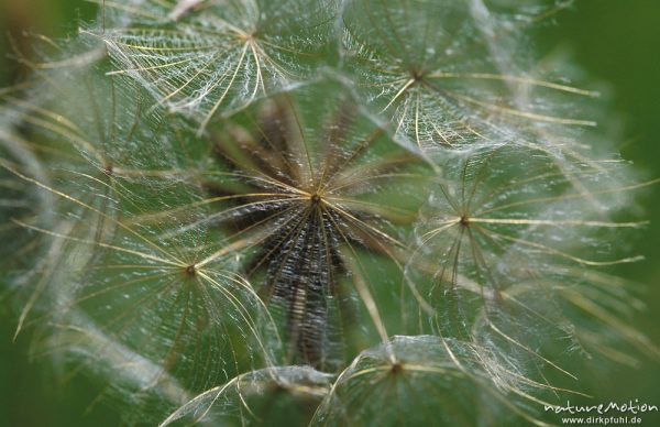 Wiesen-Bocksbart, Tragopogon pratensis, Asteraceae,  (?), Fruchstand, "Fallschirme", Kerstlingeröder Feld, Göttingen, Göttingen, Deutschland