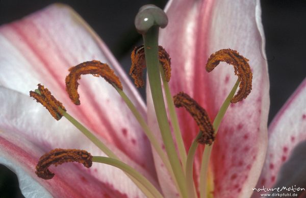 Blüte mit Staubfäden, Lilie, Göttingen, Deutschland