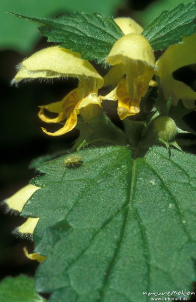 Gelbe Taubnessel, Goldnessel, Lamium galeobdolon, Lamiaceae, Blüten, Göttinger Wald, Göttingen, Deutschland