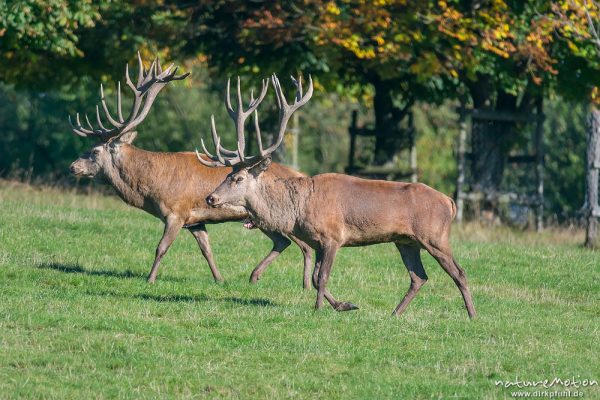 Rothirsch, Cervus elaphus, Cervidae, Brunft, zwei Männchen beim Kampf, paralleles Gehen, Tierpark Neuhaus, captive, Neuhaus, Deutschland