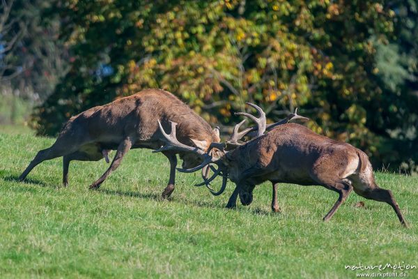 Rothirsch, Cervus elaphus, Cervidae, Brunft, zwei Männchen beim Kampf, Tierpark Neuhaus, captive, Neuhaus, Deutschland