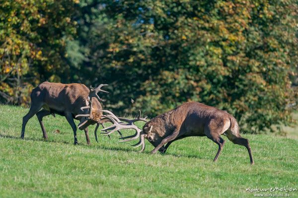 Rothirsch, Cervus elaphus, Cervidae, Brunft, zwei Männchen beim Kampf, Tierpark Neuhaus, captive, Neuhaus, Deutschland