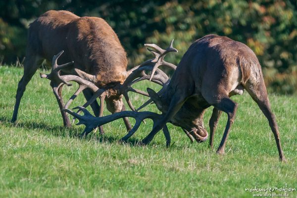 Rothirsch, Cervus elaphus, Cervidae, Brunft, zwei Männchen beim Kampf, Tierpark Neuhaus, captive, Neuhaus, Deutschland