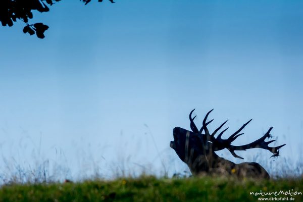 Rothirsch, Cervus elaphus, Cervidae, Brunft, Silhouette eines röhrenden Zwölfenders mit Gras im Gehörn, Tierpark Neuhaus, captive, Neuhaus, Deutschland