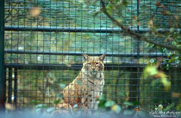 Luchs, Lynx lynx,  in Gehege, Tierpark Hexentanzplatz Thale, Harz, Bodetal, Deutschland