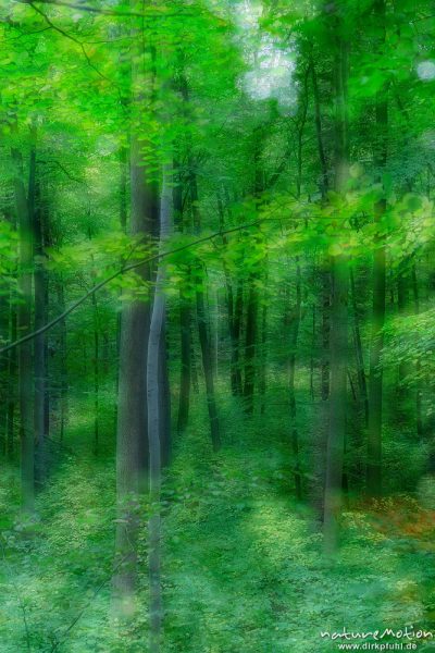 Wald im Frühherbst, Buchen und Hainbuchen, Mehrfachbelichtung mit unterschiedlichen Schärfeebenen, Göttinger Wald, Göttingen, Deutschland
