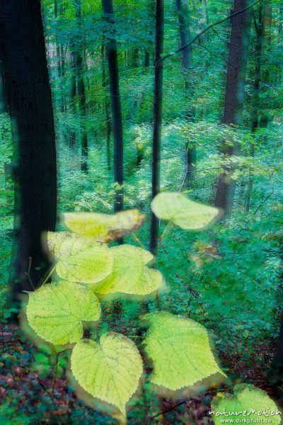 Lindenblätter mit beginnender Herbstfärbung, Mehrfachbelichtung mit unterschiedlicher Schärfenebene, Göttinger Wald, Göttingen, Deutschland