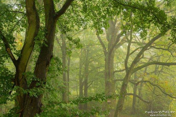 Rot-Buche, Fagus sylvatica, Fagaceae, Bäume am Waldrand, Nebel, Frühherbst. Geismarer Wald, Göttingen, Deutschland