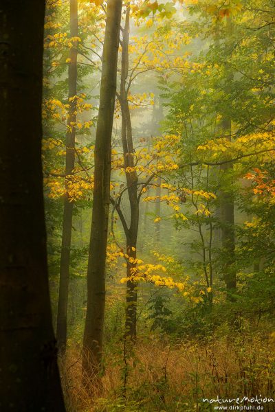 erste Laubfärbung im Buchenwald, Geismarer Wald, Doppelbelichtung scharf/unscharf, Göttingen, Deutschland