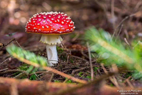 Fliegenpilz, Amanita muscaria, Knollenblätterpilzartige (Amanitaceae), Fruchtkörper, Reinhäuser Wald, Reinhausen bei Göttingen, Deutschland