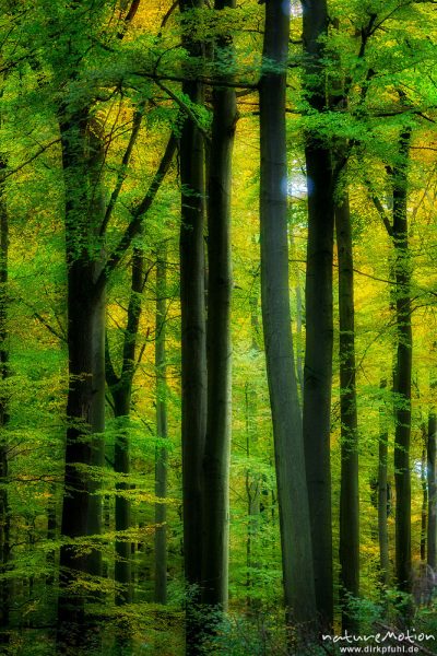 Herbstwald, Buchen mit Herbstlaub, Reinhäuser Wald, Doppelbelichtung scharf/unscharf, Reinhausen bei Göttingen, Deutschland