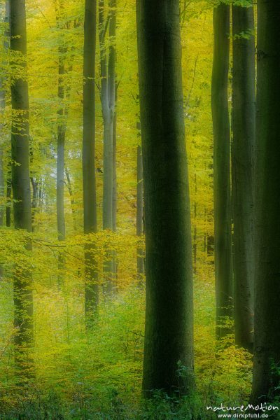 Herbstwald, Buchen mit Herbstlaub, Reinhäuser Wald, Doppelbelichtung scharf/unscharf, Reinhausen bei Göttingen, Deutschland