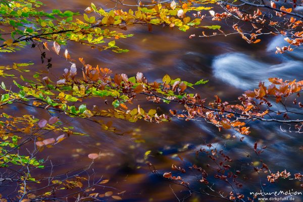 Herbstlaub vor strömendem Wasser, Bode, Bodetal, Harz, Deutschland