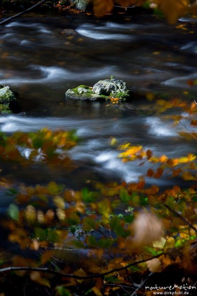 Stein im Bachbett, Herbstlaub, strömendes Wasser, Bode, Bodetal, Harz, Deutschland