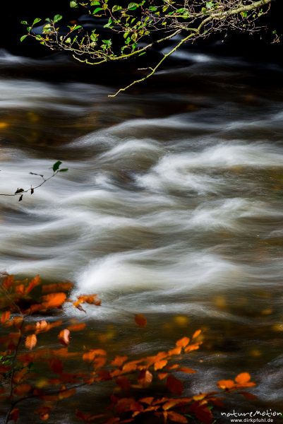 srömendes Wasser, Bachlauf im Herbstwald, Bode, Bodetal, Harz, Deutschland