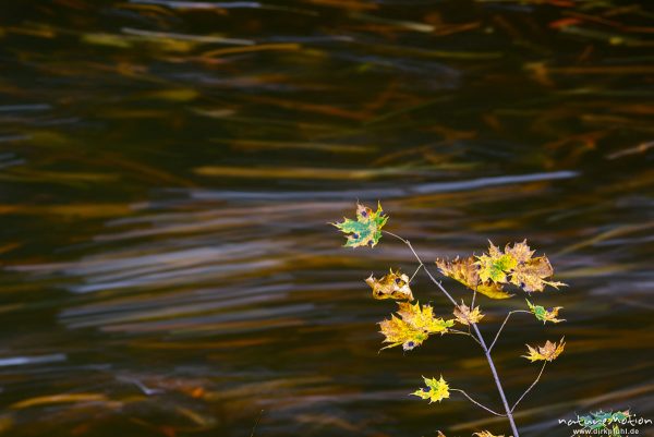 Ahornzweig vor strömendem Wasser, im Wasser treibt Herbstlaub und zeichnet Linien, Bode, Bodetal, Harz, Deutschland