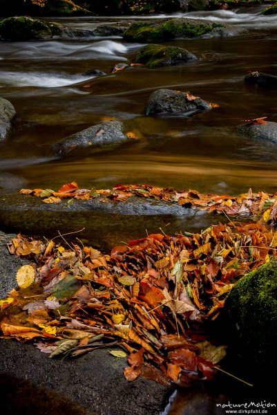 Herbstlaub sammelt sich am Bachufer, Bode, Bodetal, Harz, Deutschland