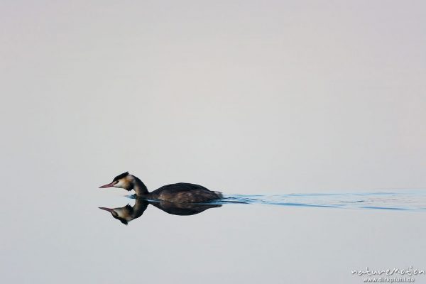 Haubentaucher, Podiceps cristatus, Podicipedidae, Winterkleid, Tier schwimmt mit gesenktem Kopf, Spiegelung im glatten Wasser, A nature document - not arranged nor manipulated, Seeburger See, Deutschland