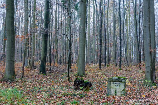 Bewaldet 1929, Gedenkstein zur Wiederaufforstung, Göttinger Wald, Position: 51.533283,9.979146, Göttingen, Deutschland