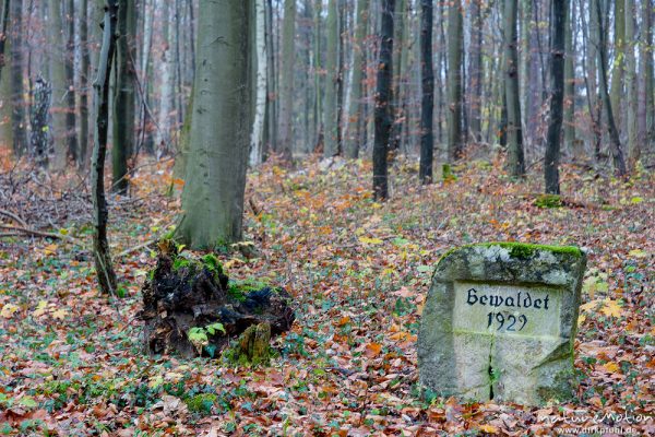 Bewaldet 1929, Gedenkstein zur Wiederaufforstung, Göttinger Wald, Position: 51.533283,9.979146, Göttingen, Deutschland