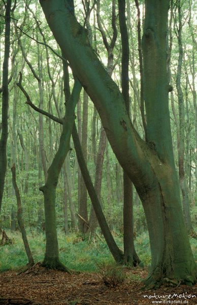 Rot-Buche, Fagus sylvatica, Fagaceae, Buchenwald, Weststrand Darss, Darß, Zingst, Deutschland