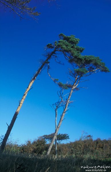 Windflüchter, Weststrand Darss, Darß, Zingst, Deutschland