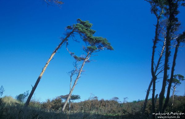 Windflüchter, Weststrand Darss, Darß, Zingst, Deutschland